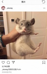 好想变成爱豆养的宠物啊...