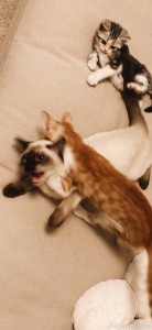 好想变成爱豆养的宠物啊...