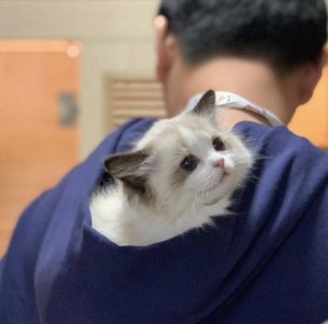 好想变成爱豆养的宠物啊...