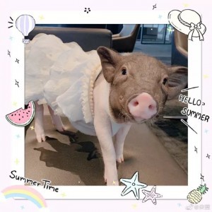 好想变成爱豆养的宠物啊...