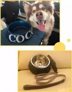 好想变成爱豆养的宠物啊...