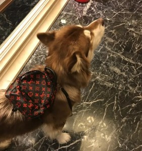 好想变成爱豆养的宠物啊...