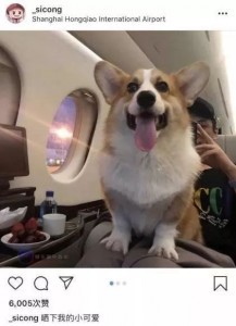 好想变成爱豆养的宠物啊...