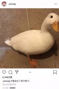 好想变成爱豆养的宠物啊...