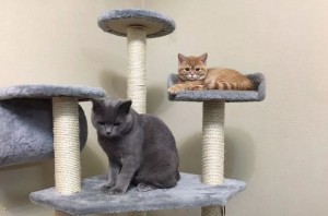 好想变成爱豆养的宠物啊...