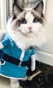 好想变成爱豆养的宠物啊...