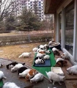 好想变成爱豆养的宠物啊...