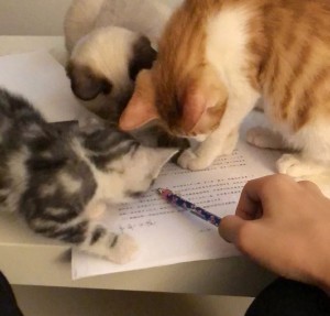 好想变成爱豆养的宠物啊...