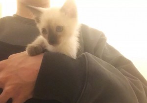 好想变成爱豆养的宠物啊...