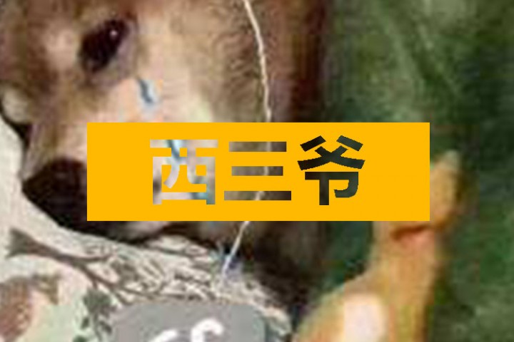 西三爷头条封面模版最终