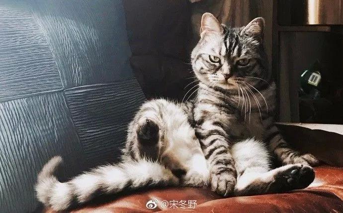 我不敢相信朴树、万晓利、宋冬野都会为它们写歌……