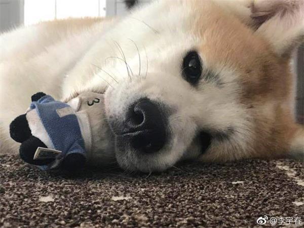 1513576546750579.jpg 李宇春登台前鞋被爱狗咬烂无奈求助网友,当然是选择原谅它了